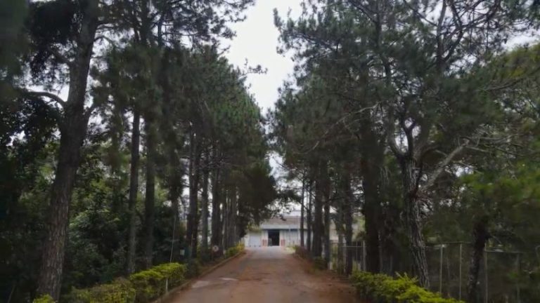 Família Shih